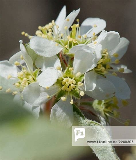 Prunus Maritima - Strand-Pflaume